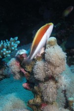UW-Foto Ein Korallenwächter - die habe ich sehr häufig fotografiert-immer wieder eine Herausforderung